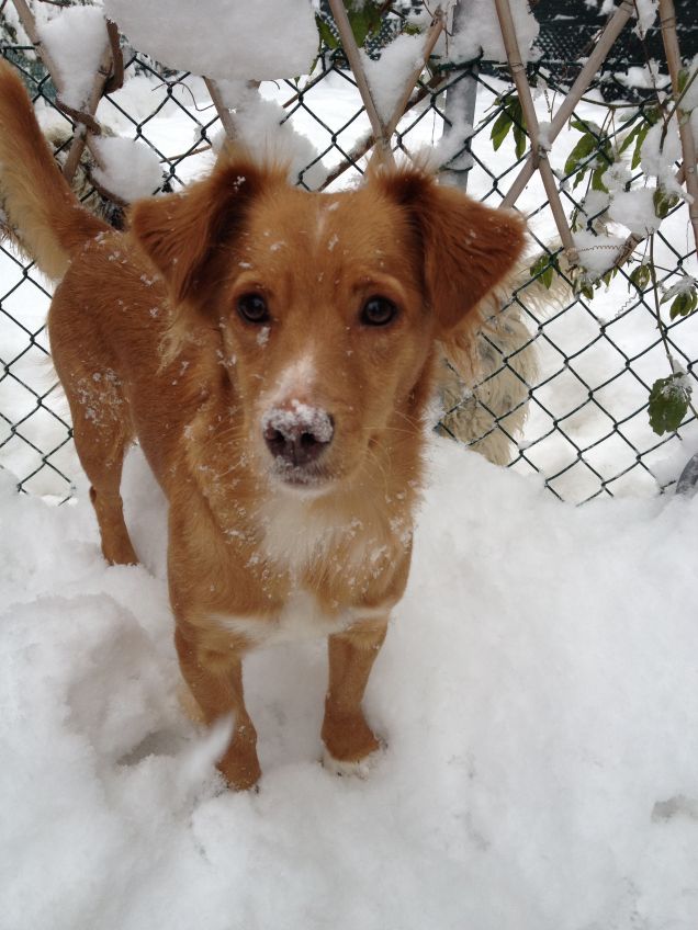 Rubina fiocco di neve!