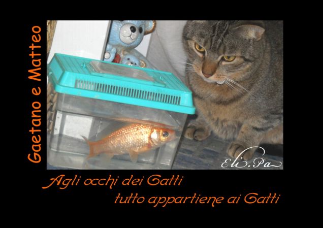 Matteo e Gaetano il pesce rosso