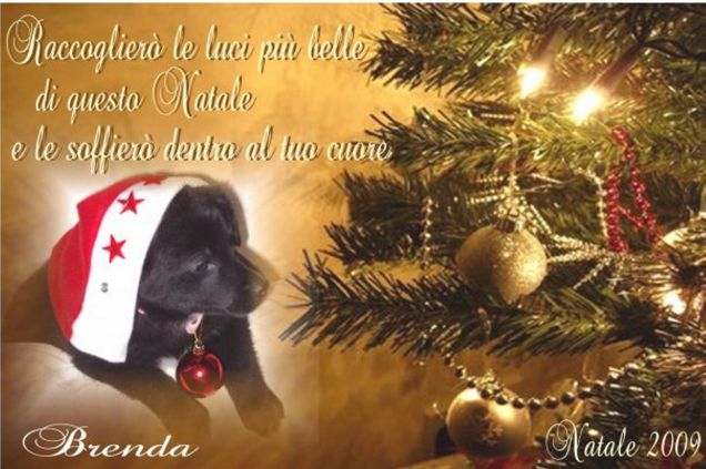 Il Primo Natale di Brenda