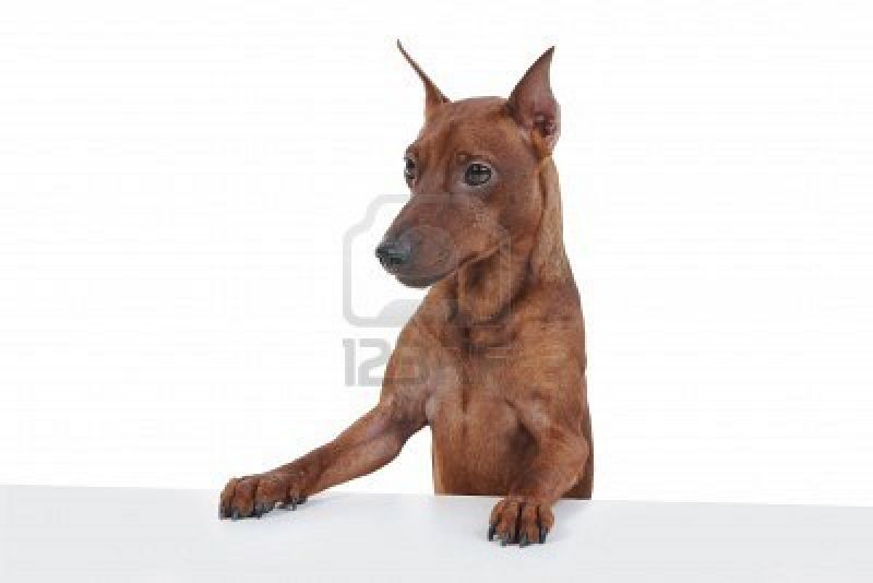 Pinscher toy