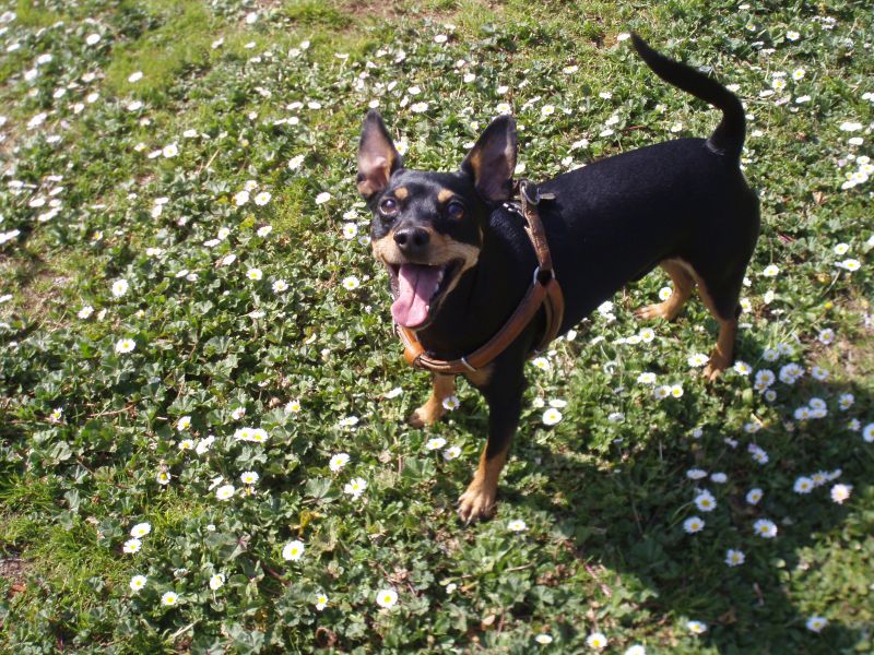 Pincher Pinscher