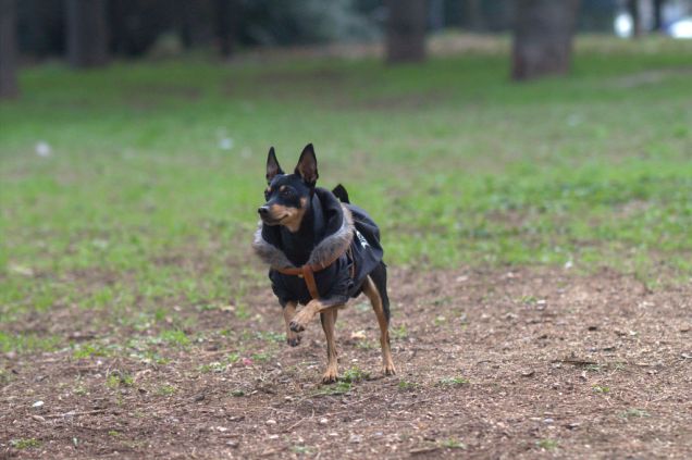 Pepito corre.....