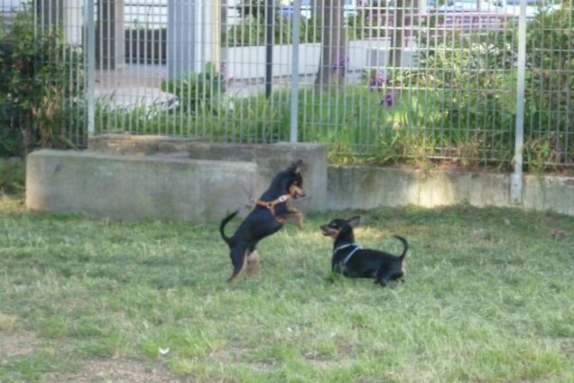 Pepito e Spartaco giocano