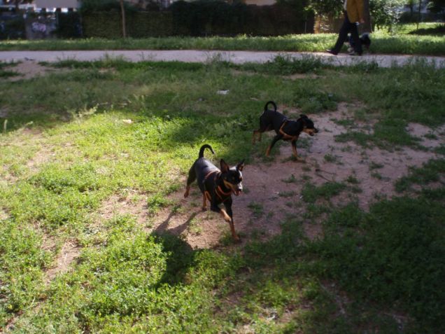 Pepito corre con Maya