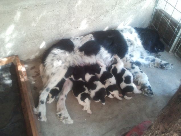 Birba al primo parto con i suoi cuccioli