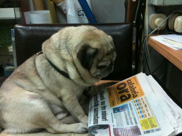 Ciccio, la mattina, legge il giornale!