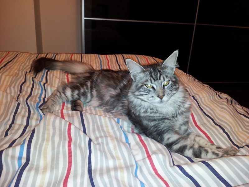 Maine Coon accoppiamento