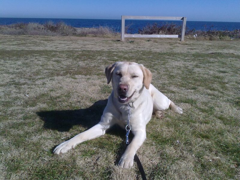 vendo cuccioli di labrador