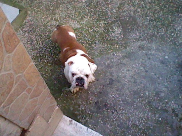 Il mio Bulldog(Rocky)