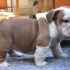 cerco bulldog inglese , shar pei  ,pittbull o chihuahua