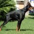 cerco dobermann