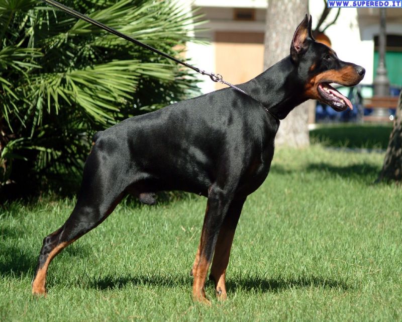 cerco dobermann