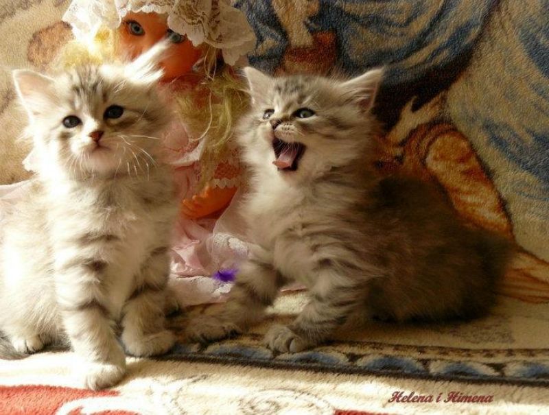 Cuccioli di gatto siberiano ipoallergenico