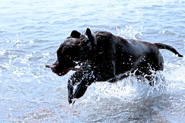 Penelope e il suo primo bagno... al mare