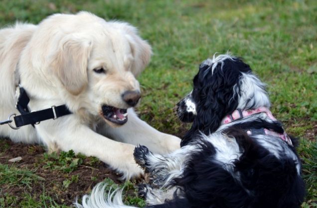 tutto fumo niente arrosto