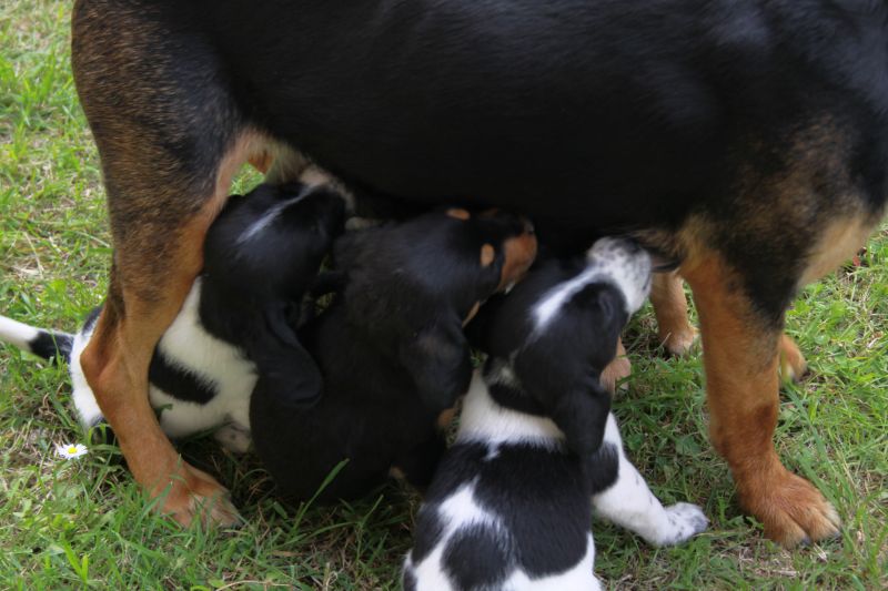 regalo cuccioli di cane meticci