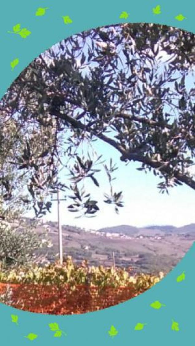 vigilante della raccolta delle olive 2018