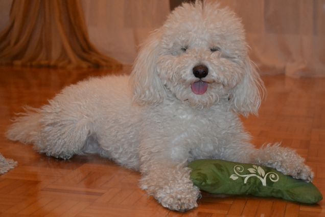 L'osso verde è mio (Henry che sorride)