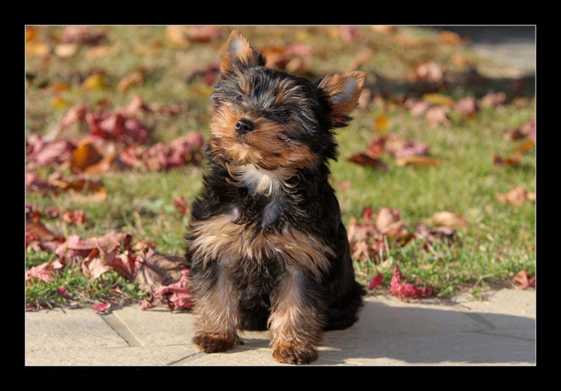 Cuccioli yorkshire