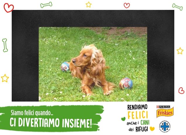 Asso adora giocare a palla