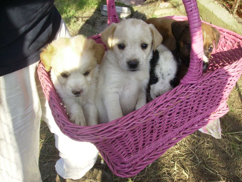 un cucciolo in regalo