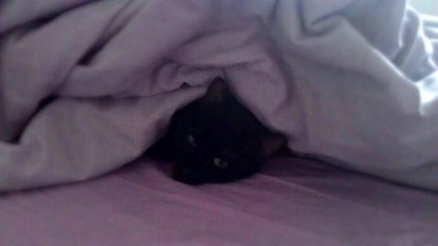 Morgan sotto coperta