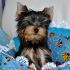 cuccioli maschi yorkshire terrier