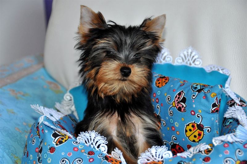 cuccioli maschi yorkshire terrier