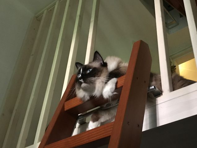 Ho visto un bau in giardino