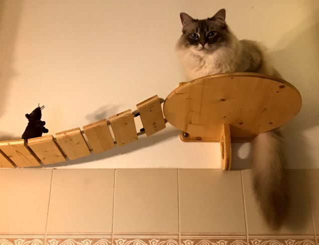 Il topo mi fissa, cosa faccio lo butto giù?