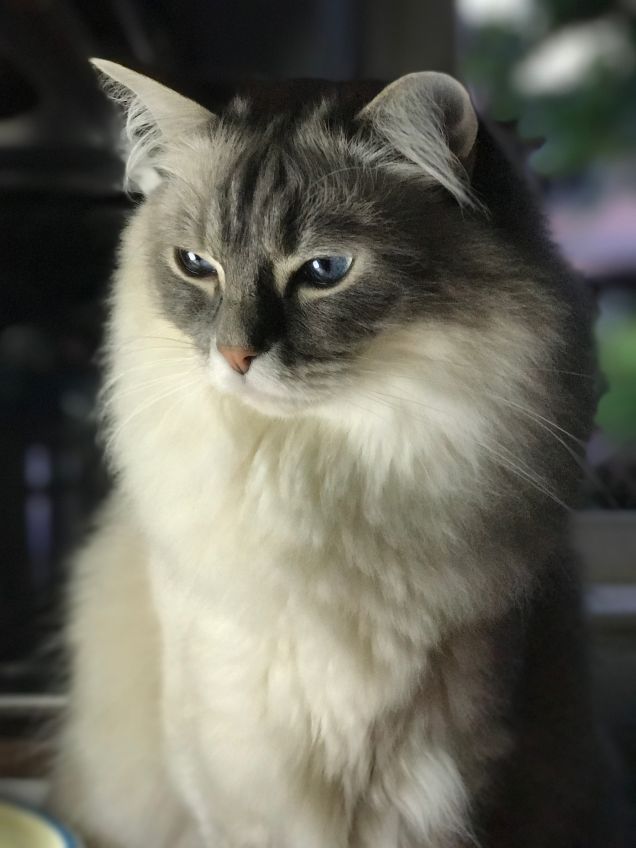 Pappa o non pappa, questo è il problema...