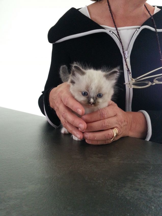 La mia gufetta piccolissima 