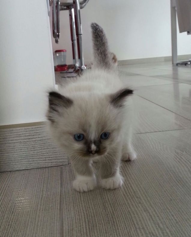 cucù io sono Heidina