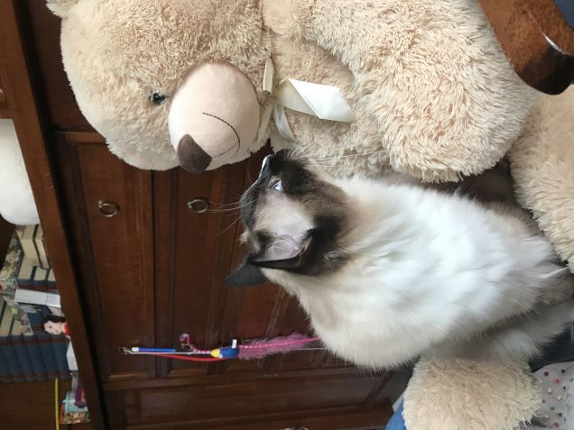 Tu sei mio amico vero?