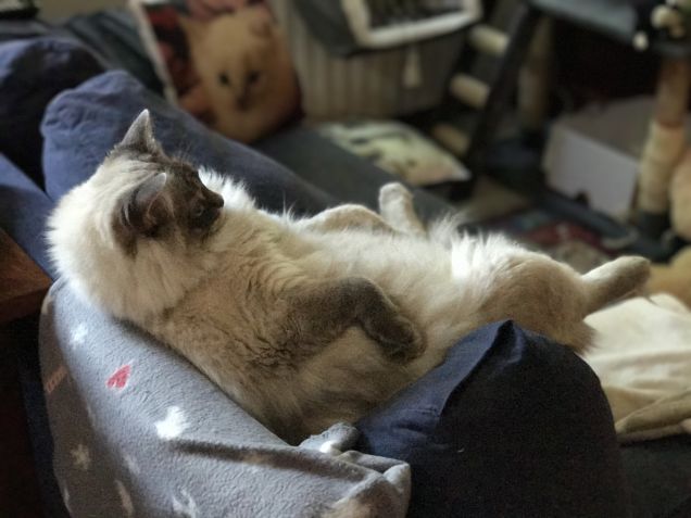 Silenzio.. sono concentrato... devo rispondere alle domande di frizzi 