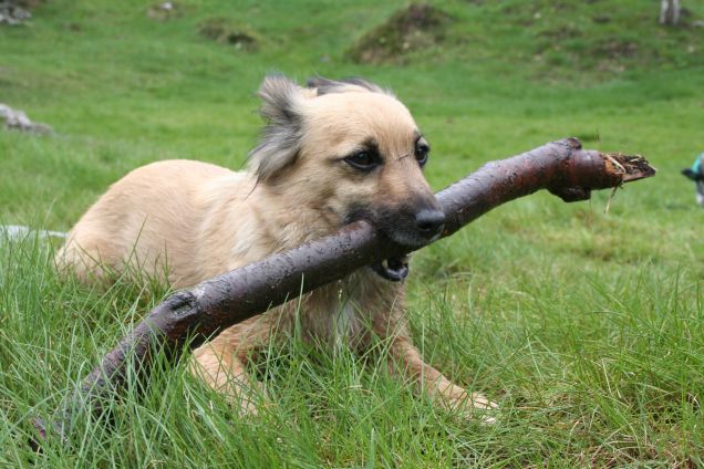 Nala e il bastone da riporto