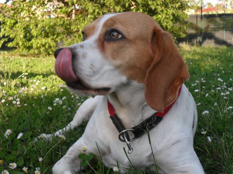 cerco una cucciola di beagle di pochi mesi 