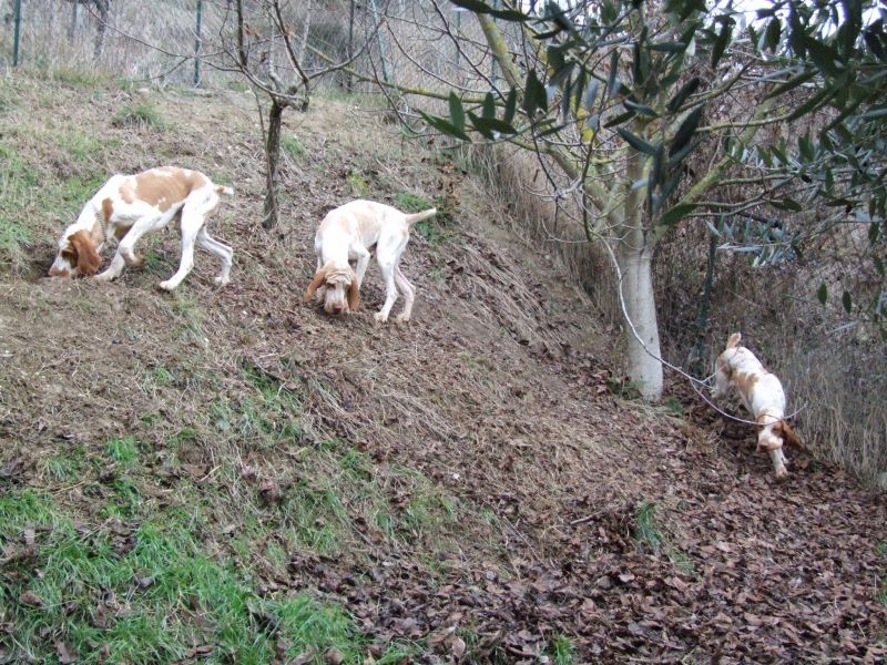 Bracco italiano con pedigree regalo