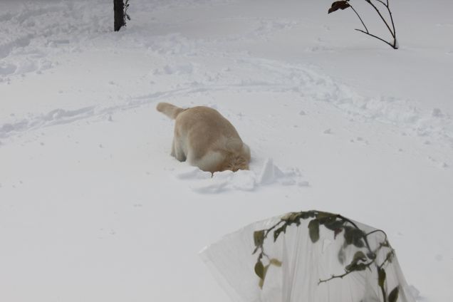 viggo e la neve