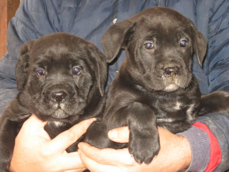 cane corso