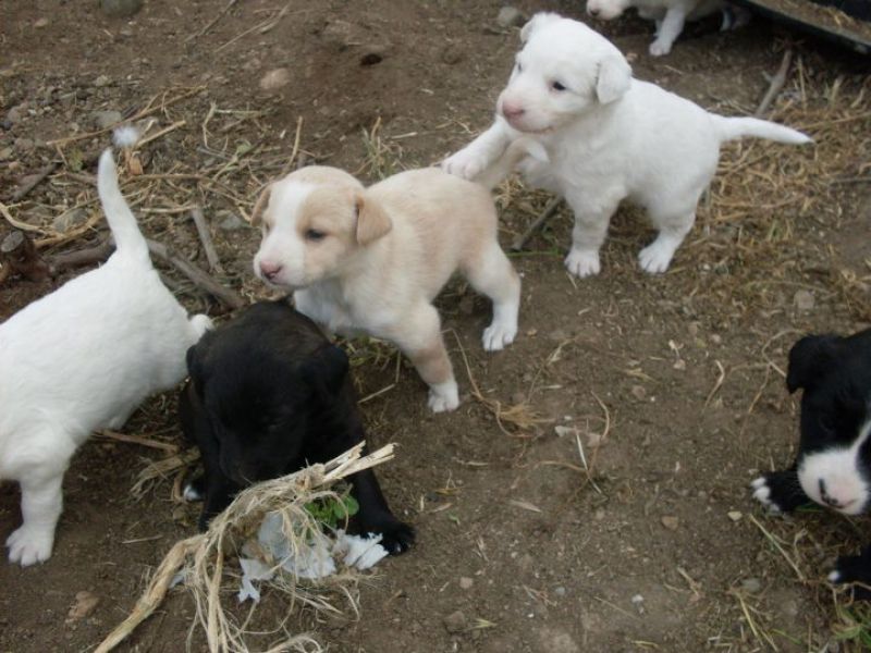 Tre cucciole in adozione 