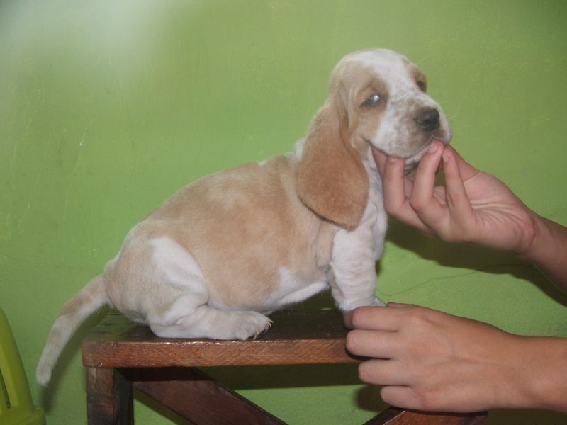 Basset hound cuccioli