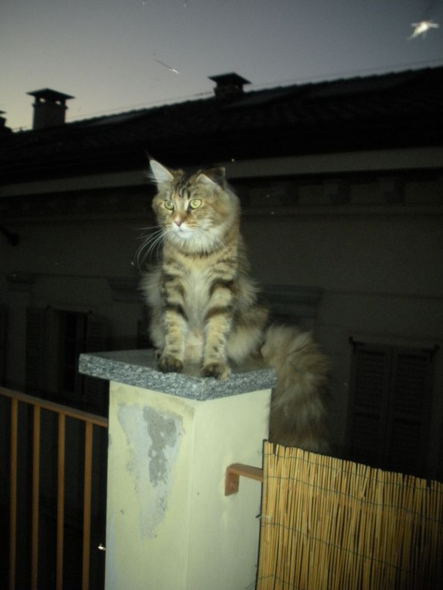 THE LIONHEARTH  MAINE COON  MISS  BETTY BOOP