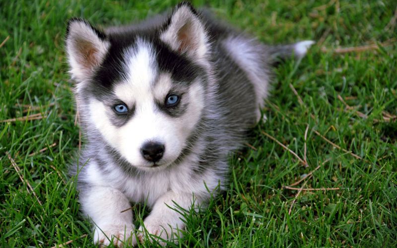 Cucciolo Husky