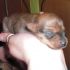 REGALASI CUCCIOLI Incrocio Pinscher