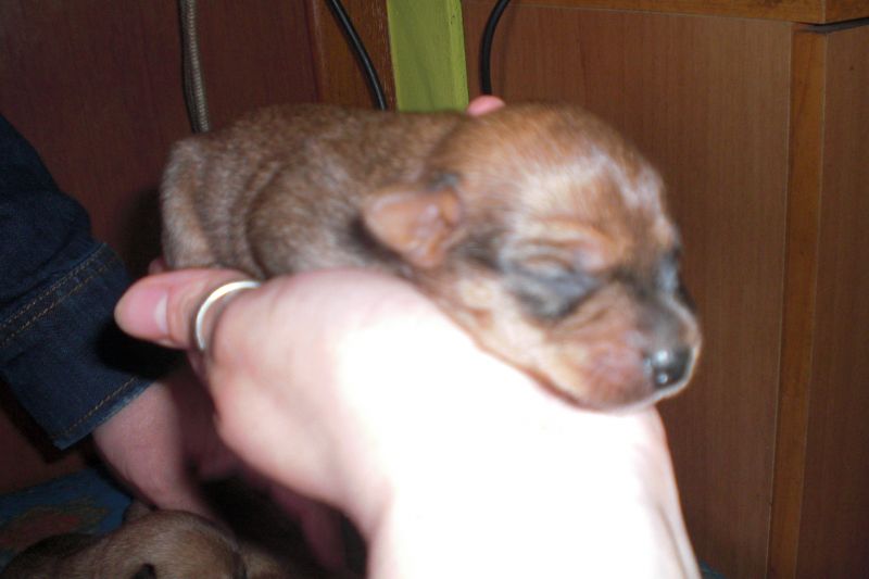 REGALASI CUCCIOLI Incrocio Pinscher