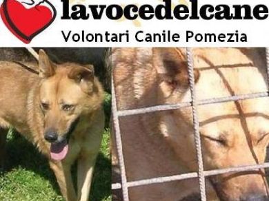 Canile Pomezia e Viterbo Ass  LaVoce del Cane