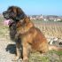 cerco cucciolo di leonberger