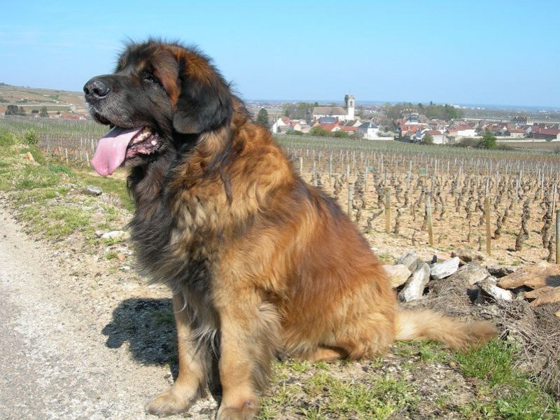 cerco cucciolo di leonberger