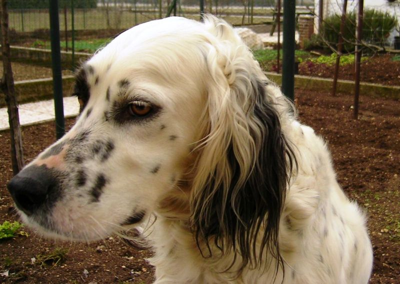 Cerco cucciolo o cane giovane